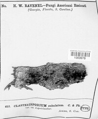 Repetophragma subulatum image